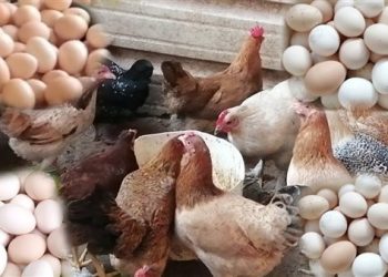 أسعار الدواجن والبيض في مصر اليوم السبت