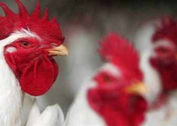 أسعار الدواجن والبيض في مصر اليوم الإثنين