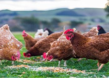 أسعار الدواجن والبيض في مصر اليوم الأحد