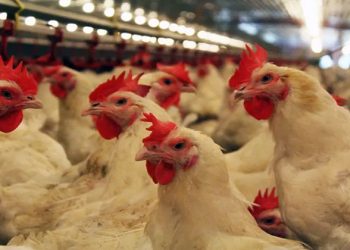 أسعار الدواجن والبيض في مصر اليوم الجمعة