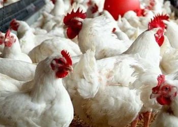 أسعار الدواجن والبيض في مصر اليوم الأحد