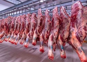 شعبة القصابين تكشف تطورات أسعار اللحوم في الأسواق
