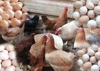 أسعار الدواجن والبيض في مصر اليوم الأربعاء