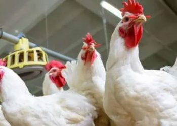 أسعار الدواجن والبيض في مصر اليوم الجمعة