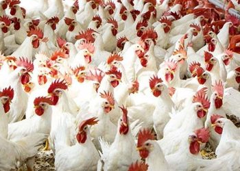 أسعار الدواجن والبيض في مصر اليوم الثلاثاء