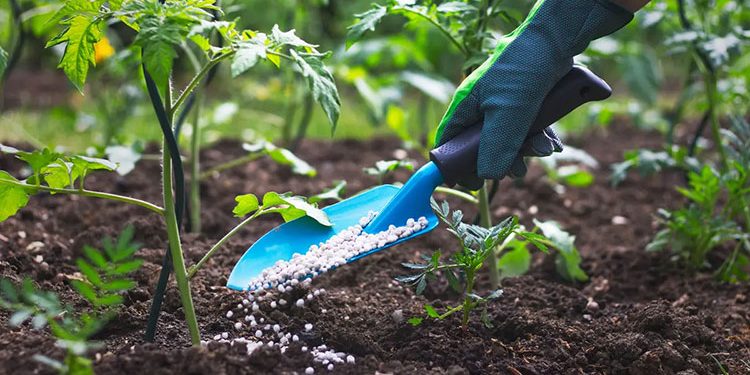 الزراعة: إلغاء دعم الأسمدة لـ18 ألف منتفع بسبب سرقة الكهرباء والتعدى على الزراعات