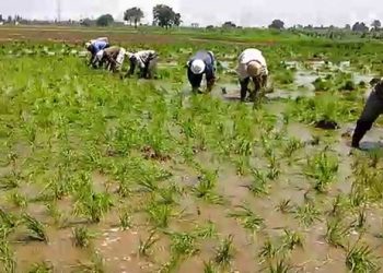 4 مهام رئيسية لوزارة الزراعة فى دعم الفلاح.. تعرف عليها