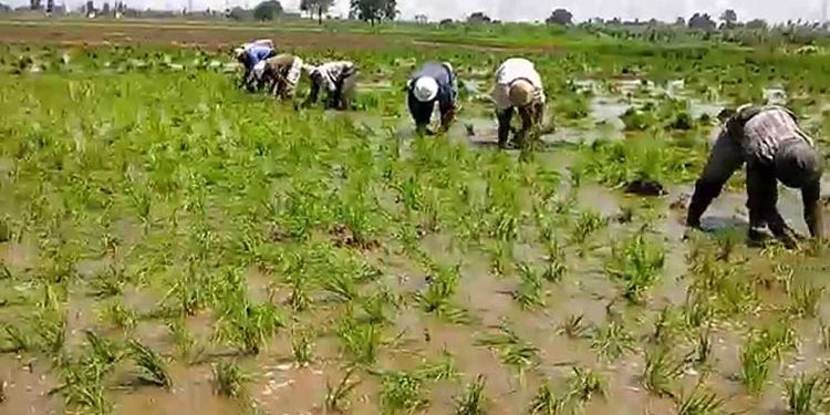 4 مهام رئيسية لوزارة الزراعة فى دعم الفلاح.. تعرف عليها