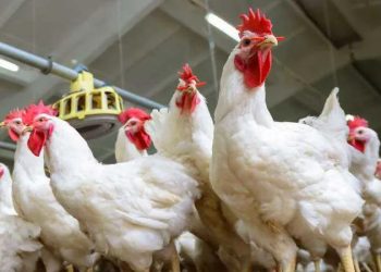 أسعار الدواجن والبيض في مصر اليوم الأحد