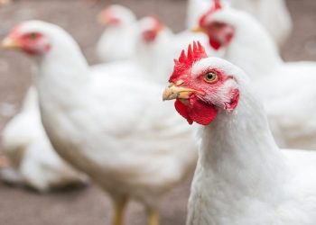 أسعار الدواجن والبيض في مصر اليوم الجمعة