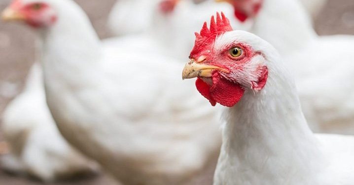 أسعار الدواجن والبيض في مصر اليوم الجمعة