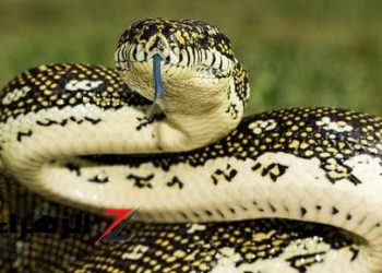 الصحة العالمية: الثعابين تسبب وفاة 138 ألف شخص وإعاقة 400 ألف كل عام