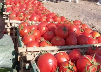 نقيب الفلاحين: صافي ربح فدان الطماطم حاليا يصل لنصف مليون جنيه