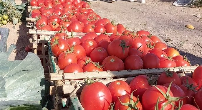 نقيب الفلاحين: صافي ربح فدان الطماطم حاليا يصل لنصف مليون جنيه