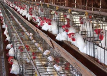 أسعار الدواجن والبيض في مصر اليوم الخميس