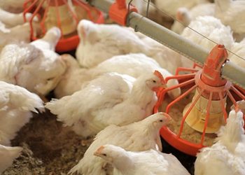 أسعار الدواجن والبيض في مصر اليوم السبت