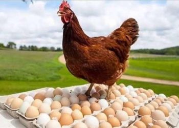 أسعار الدواجن والبيض في مصر اليوم الإثنين