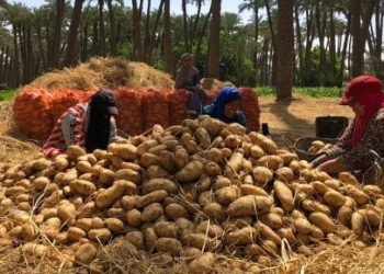 وزارة الزراعة تعلن ضخ البطاطس بسعر 10 جنيهات فى منفذ الدقى