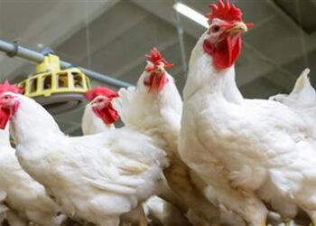 أسعار الفراخ البيضاء اليوم الثلاثاء 15 أكتوبر 2024