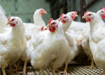 زيادة طفيفة في أسعار الدواجن والبيض: تفاصيل حركة السوق اليوم السبت 12 أكتوبر 2024