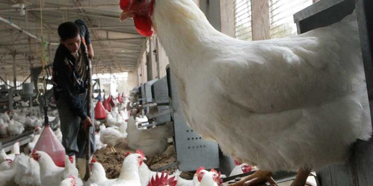 أسعار الدواجن والبيض تتراجع في الأسواق: ما الذي يحدث في السوق اليوم؟