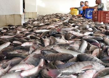 أسعار الأسماك في سوق العبور اليوم الثلاثاء