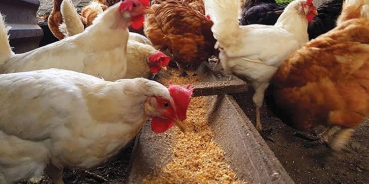 أسعار الدواجن والبيض في الأسواق اليوم السبت