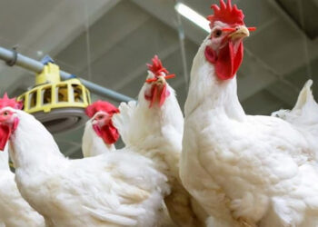 أسعار الدواجن والبيض في الأسواق اليوم الثلاثاء