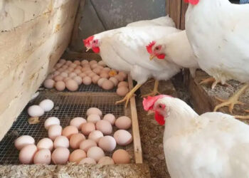 أسعار الدواجن والبيض في الأسواق اليوم السبت