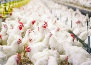 تذبذب أسعار الدواجن في الأسواق المحلية اليوم الجمعة.. الواقع والتحديات