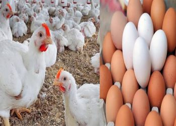 الفراخ تحت ال٨٠ جنيهًا.. مفاجأة في أسعار الدواجن والفراخ والبيض