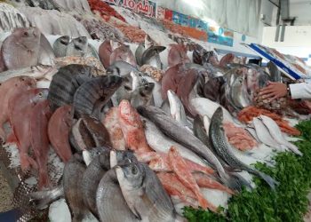استقرار أسعار الأسماك في الأسواق المصرية.. تعرف على الأسعار اليوم الجمعة 11 أكتوبر 2024