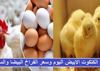 أسعار الكتاكيت والدواجن اليوم السبت 12 أكتوبر.. التحديثات والمستجدات