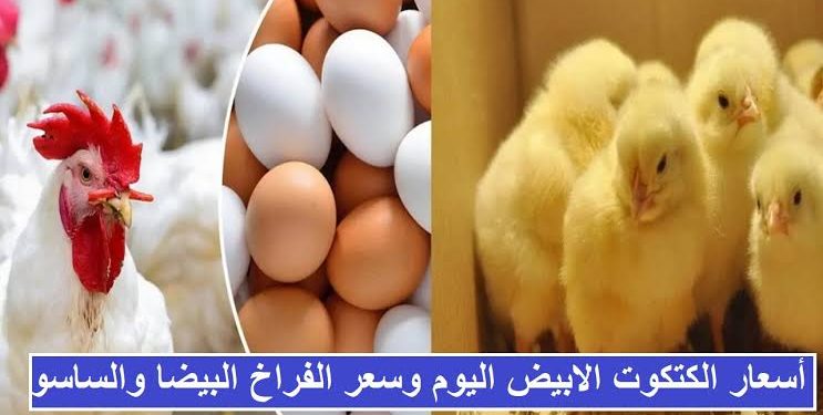 أسعار الكتاكيت والدواجن اليوم السبت 12 أكتوبر.. التحديثات والمستجدات