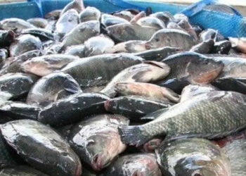 أسعار الأسماك في سوق العبور اليوم الأربعاء