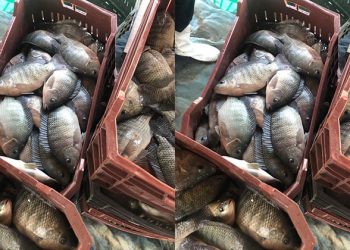 أسعار الأسماك والجمبري في سوق العبور اليوم الجمعة