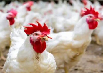 أسعار الدواجن والبيض في الأسواق اليوم السبت