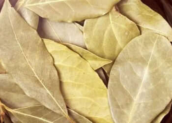 ماذا يحدث لجسمك عند تناول ورق الغار؟