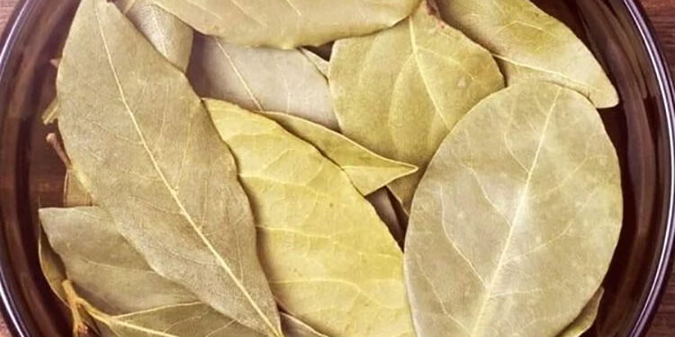 ماذا يحدث لجسمك عند تناول ورق الغار؟