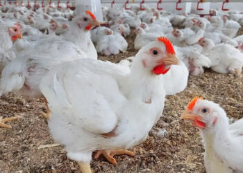 أسعار الدواجن والبيض في الأسواق اليوم الإثنين