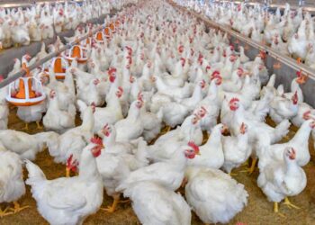 تراجع ملحوظ في أسعار الدواجن اليوم الخميس 24 أكتوبر 2024