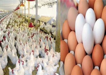 أسعار الدواجن والبيض في الأسواق اليوم الأربعاء