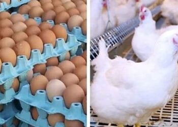 أسعار الدواجن والبيض في الأسواق اليوم الثلاثاء