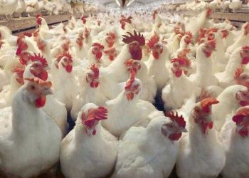 أسعار الدواجن والبيض في مصر اليوم الجمعة
