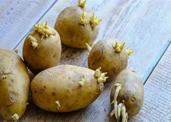 طبيب يحذر من تناول البطاطس ذات البراعم الخضراء