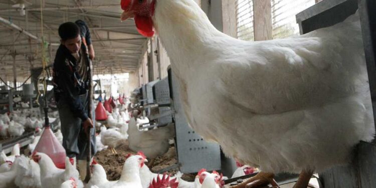 أسعار الدواجن والبيض في السوق المصري اليوم الأحد 10 نوفمبر 2024.. تحديث شامل