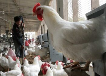 أسعار الدواجن والبيض في مصر.. هدوء السوق وانخفاض الأسعار