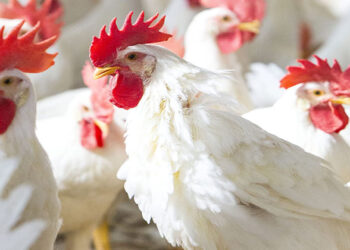 أسعار الدواجن والبيض في الأسواق اليوم الخميس