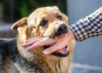 كلب مسعور يعقر 9 أشخاص في أسيوط