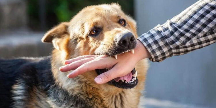 كلب مسعور يعقر 9 أشخاص في أسيوط